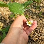 Managing New Everbearing Strawberries: Blossom Removal