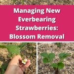 Managing New Everbearing Strawberries: Blossom Removal pinterest image
