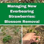 Managing New Everbearing Strawberries: Blossom Removal pinterest image