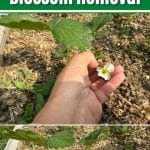 Managing New Everbearing Strawberries: Blossom Removal pinterest image