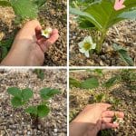 Managing New Everbearing Strawberries: Blossom Removal pinterest image