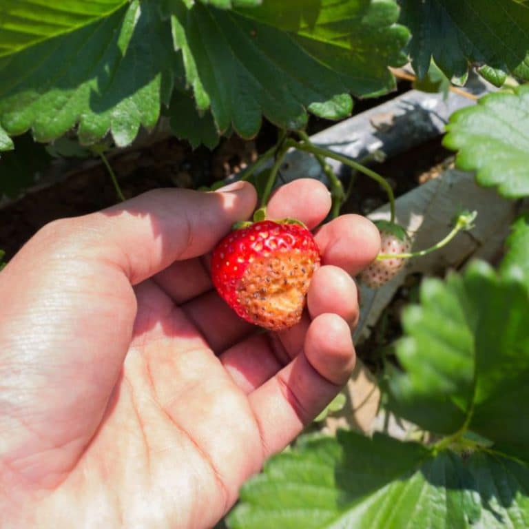 Common Problems Growing Strawberries