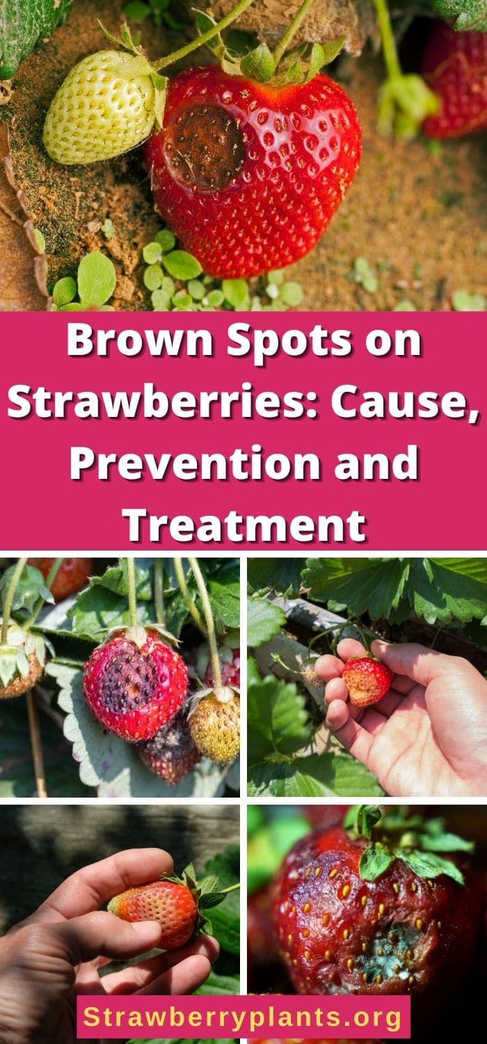 Brown Spots on Strawberries Cause, Prevention and Treatment