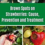 Brown Spots on Strawberries: Cause, Prevention and Treatment pinterest image.