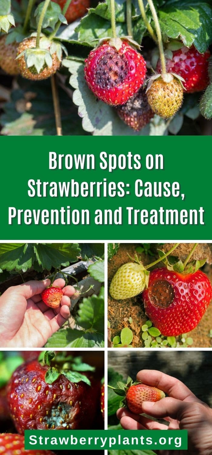 Brown Spots on Strawberries Cause, Prevention and Treatment