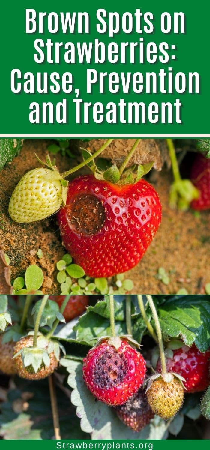 Brown Spots on Strawberries Cause, Prevention and Treatment