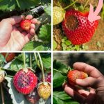 Brown Spots on Strawberries: Cause, Prevention and Treatment pinterest image.