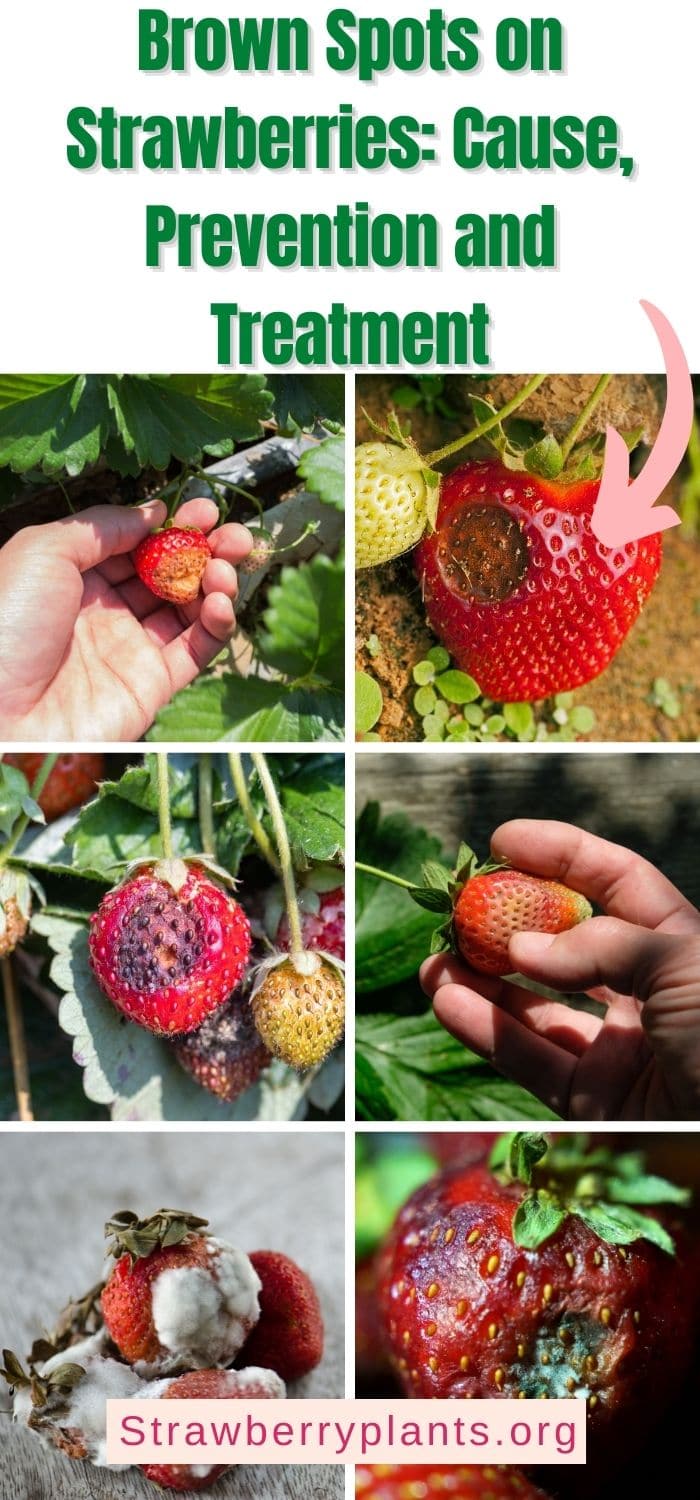 Brown Spots on Strawberries Cause, Prevention and Treatment