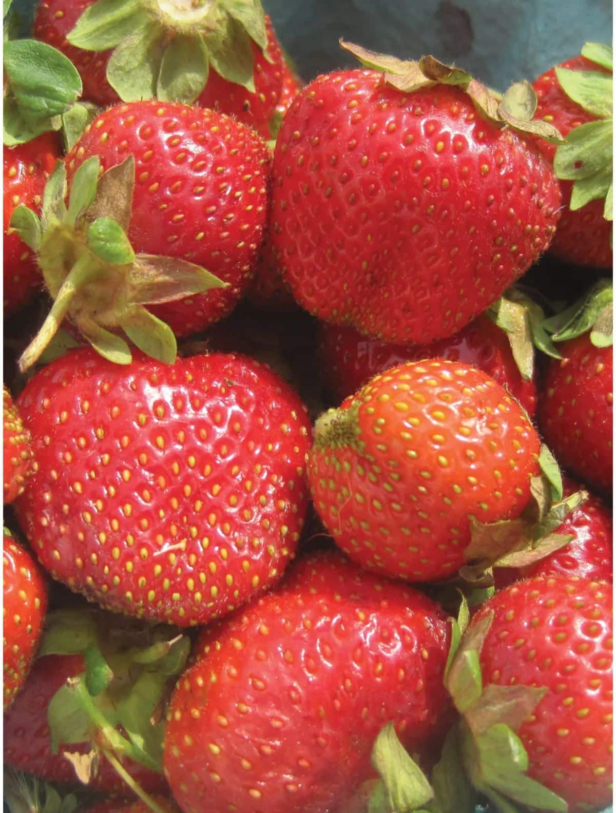 Bunch of fresh ripe camarosa strawberries.