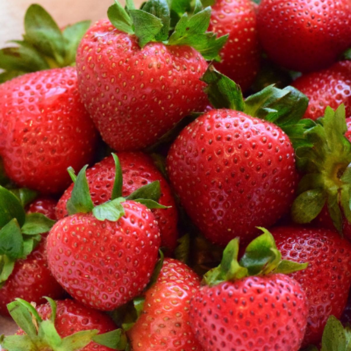 Bunch of fresh ripe camarose strawberries.