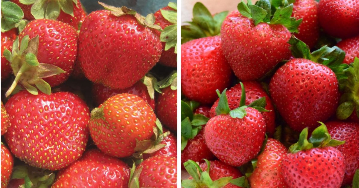 Camarosa Strawberry Variety Info And Grow Guide Strawberry Plants