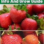 Camarosa Strawberry Variety Info And Grow Guide pinterest image.