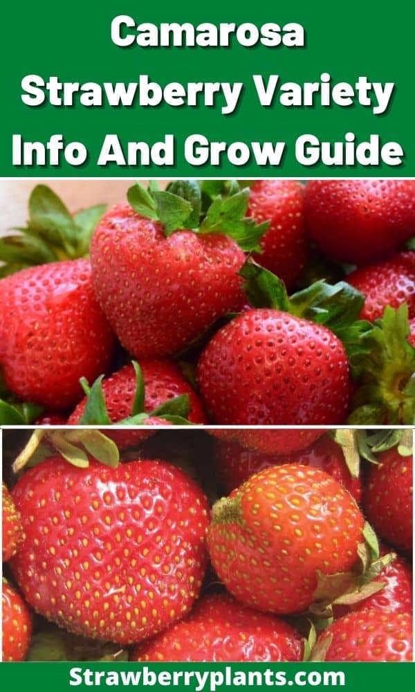 Camarosa Strawberry Variety Info And Grow Guide Strawberry Plants