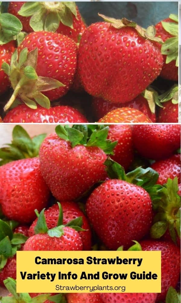 Camarosa Strawberry Variety Info And Grow Guide Strawberry Plants