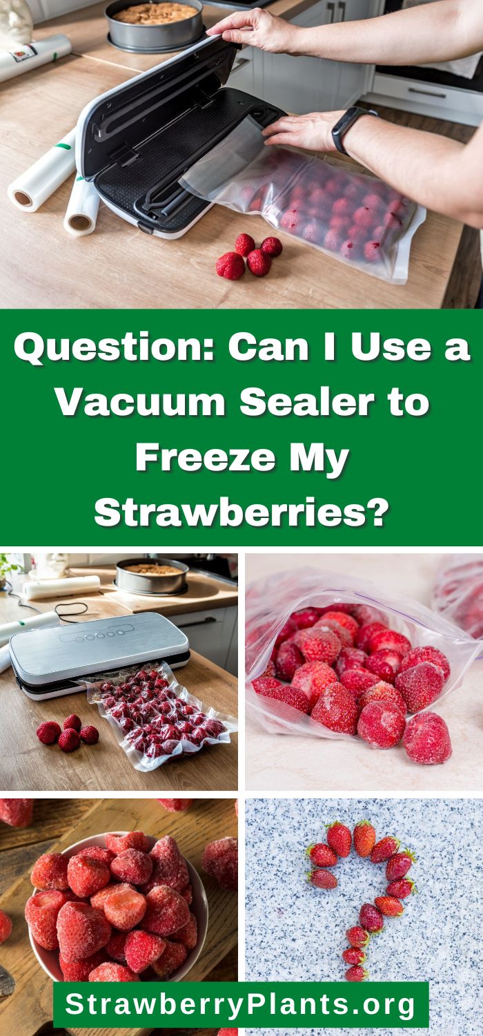 Can I Use a Vacuum Sealer to Freeze My Strawberries? Strawberry Plants