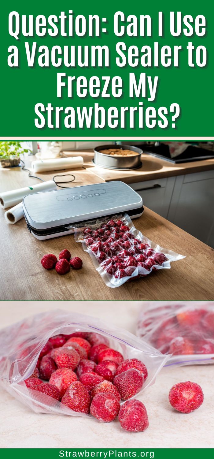 Can I Use a Vacuum Sealer to Freeze My Strawberries? Strawberry Plants