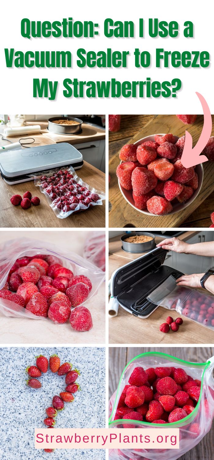 Can I Use a Vacuum Sealer to Freeze My Strawberries? Strawberry Plants