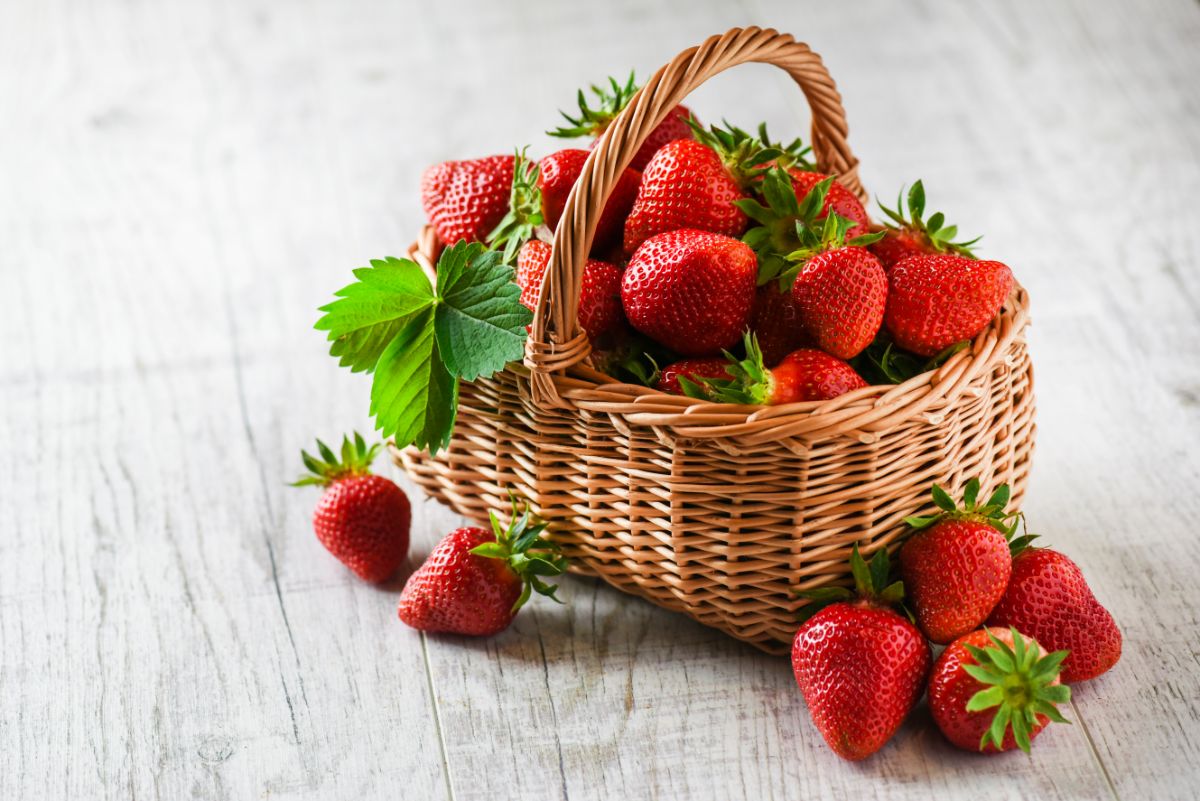Basket full of huge fresh ripe strawberries