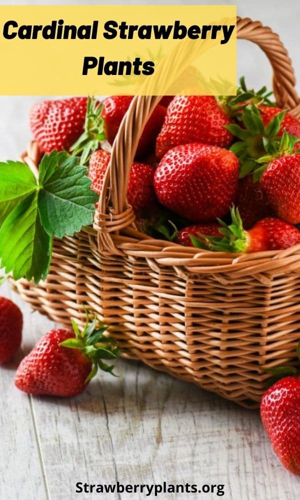 Cardinal Strawberry Plants (All You Need to Know)