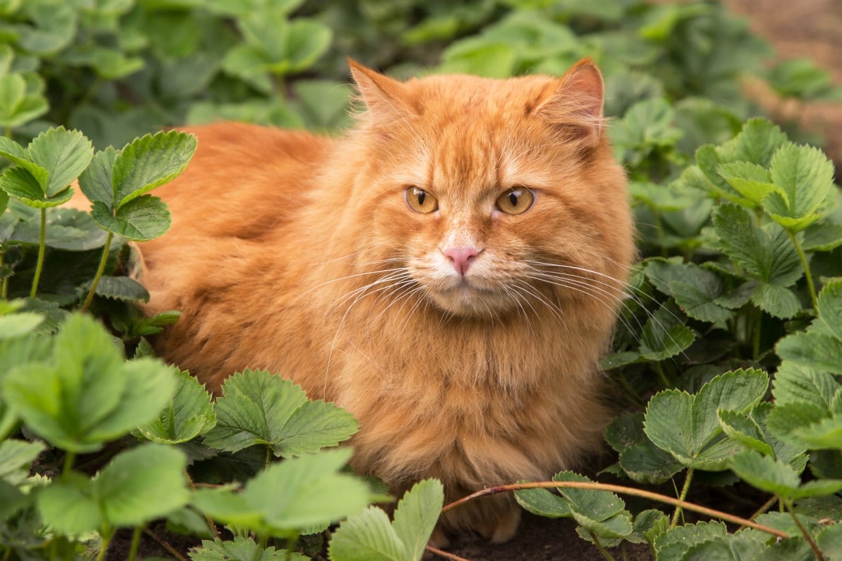 Cat sneaking in strawberry garden.
