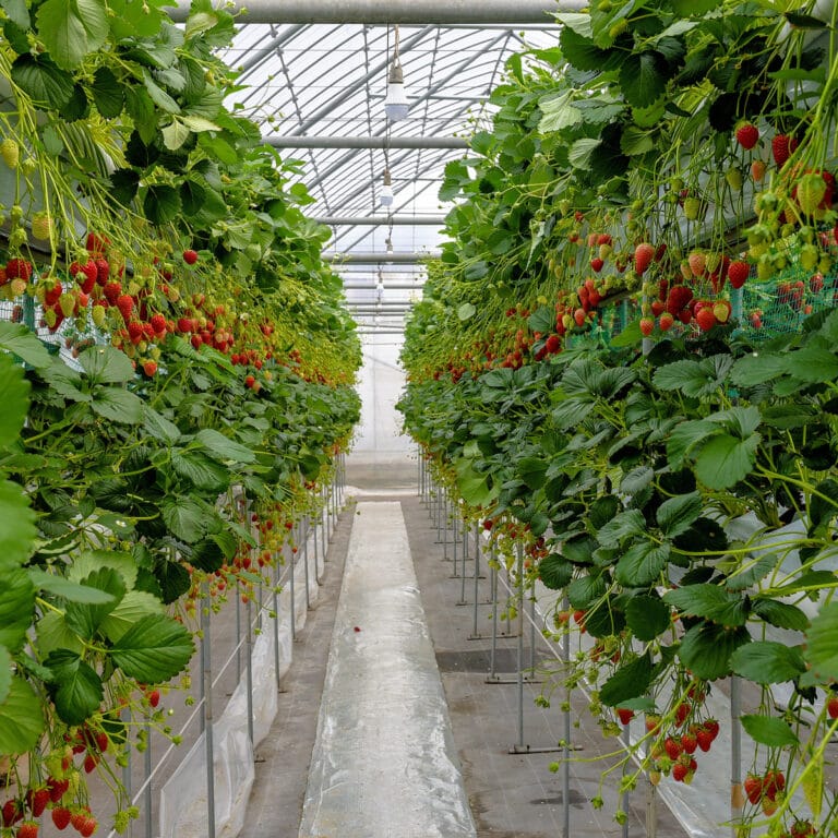 How Many Strawberry Plants Per Acre (Helpful Table)