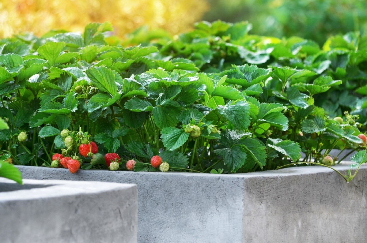 Strawberries ripening in a concrete raised garden bed.