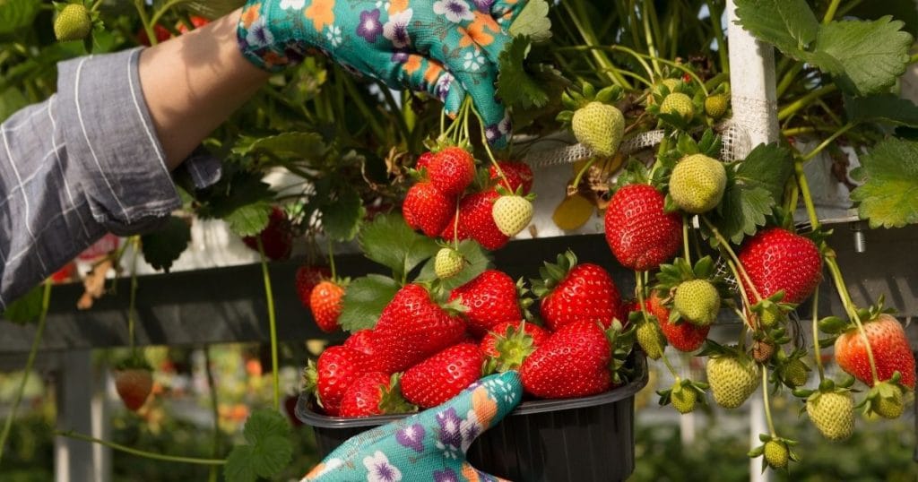 Strawberry harvested from a gutter container strawberry plant.