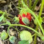 Strawberry plants with ripe and unripe fruits.