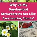 Q&A: Why Do My Day-Neutral Strawberries Act Like Everbearing Plants? pinterest image