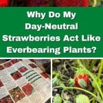 Q&A: Why Do My Day-Neutral Strawberries Act Like Everbearing Plants? pinterest image