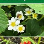 Q&A: Why Do My Day-Neutral Strawberries Act Like Everbearing Plants? pinterest image