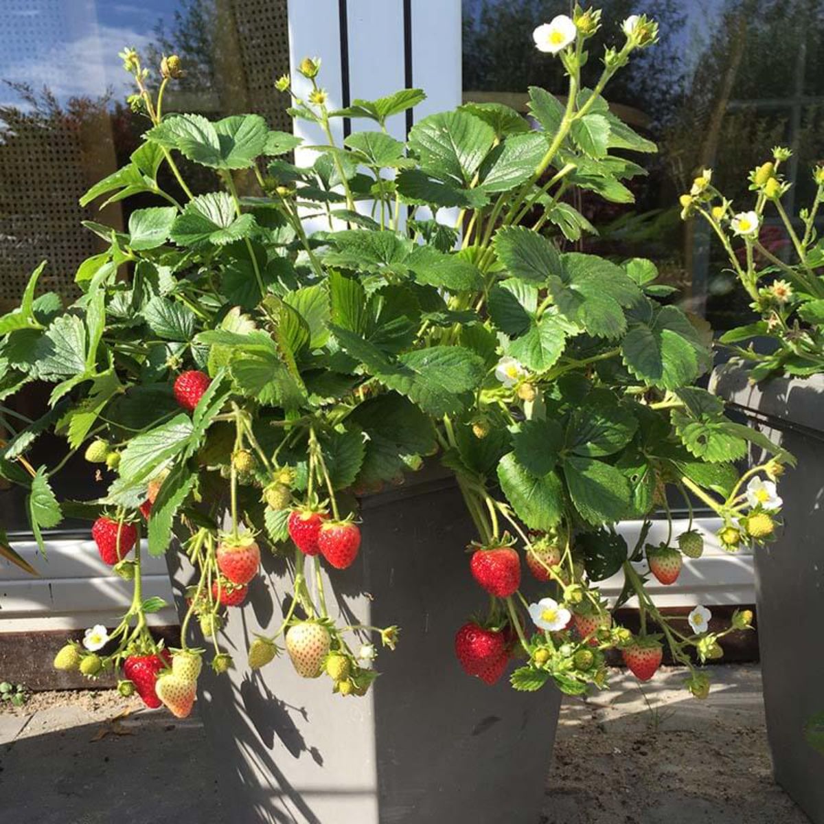 Delizz strawberry plant with ripe and unripe fruits growing in a pot.