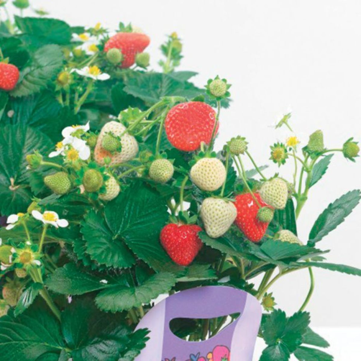 Delizz strawberry plant with ripe and unripe fruits and white flwoers.