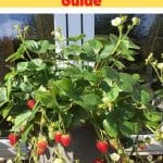 Delizz Strawberry Variety Info And Grow Guide pinterest image.