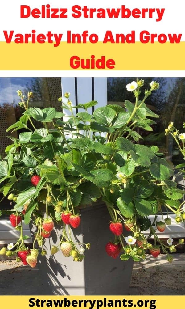 Delizz Strawberry Variety Info And Grow Guide – Strawberry Plants