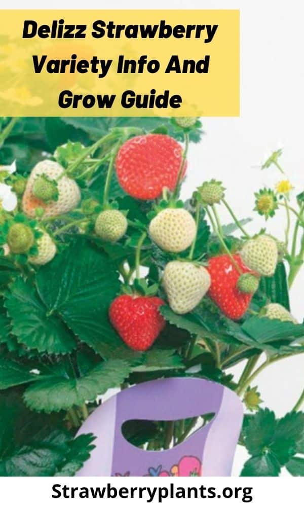 Delizz Strawberry Variety Info And Grow Guide Strawberry Plants