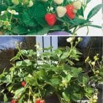 Delizz Strawberry Variety Info And Grow Guide pinterest image.