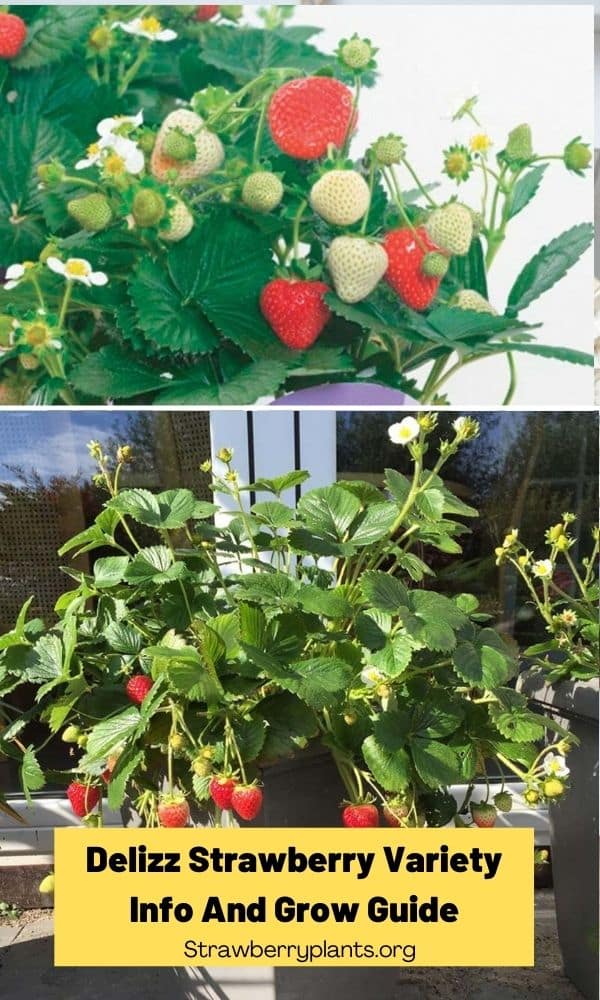 Delizz Strawberry Variety Info And Grow Guide Strawberry Plants