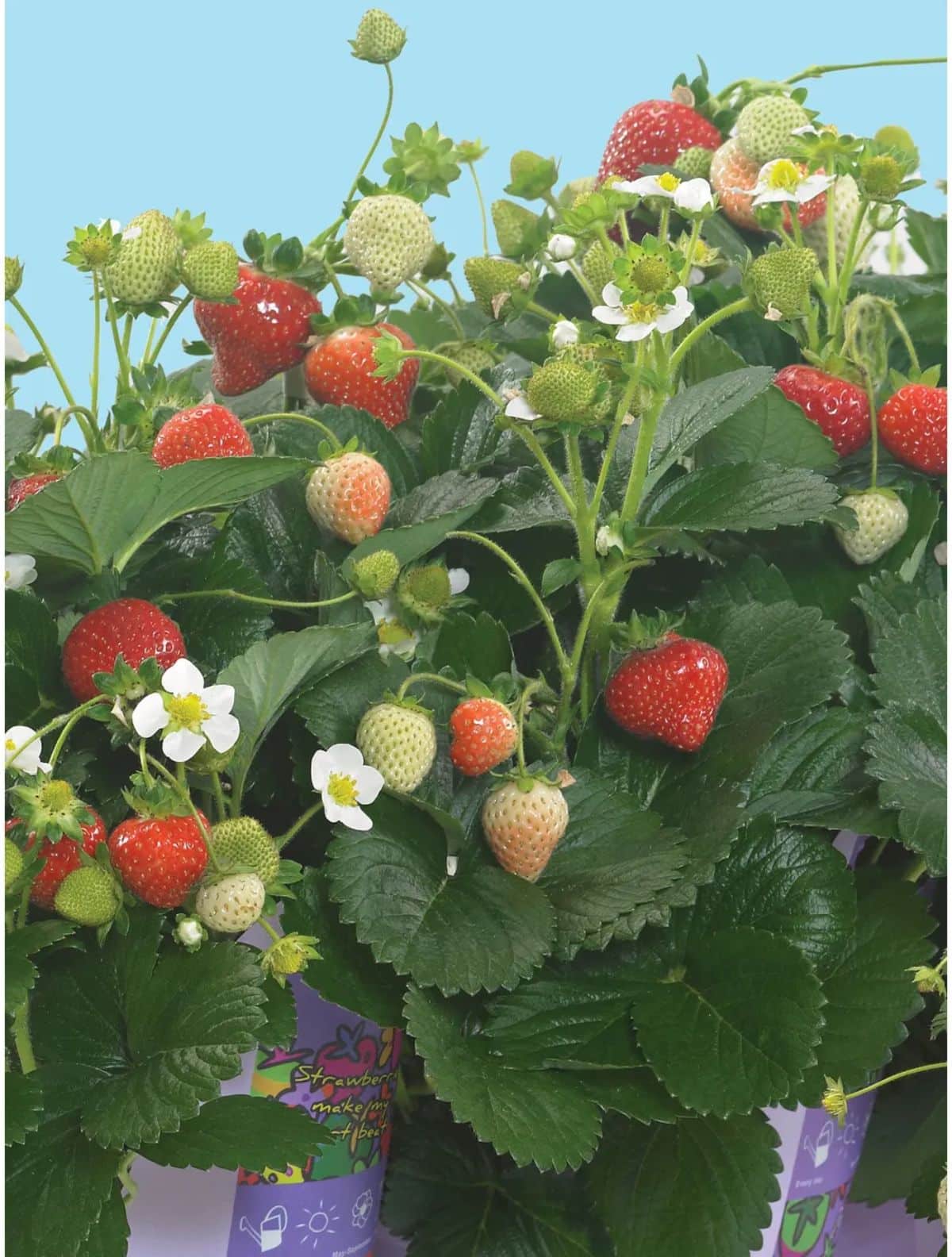 Delizz strawberry plants with ripe and unripe fruits .