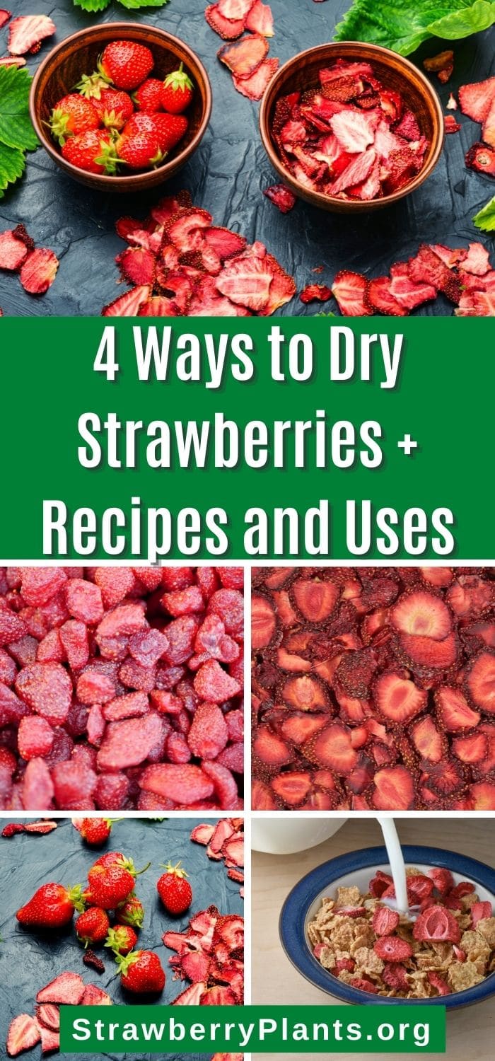 4 Ways to Dry Strawberries + Recipes and Uses Strawberry Plants