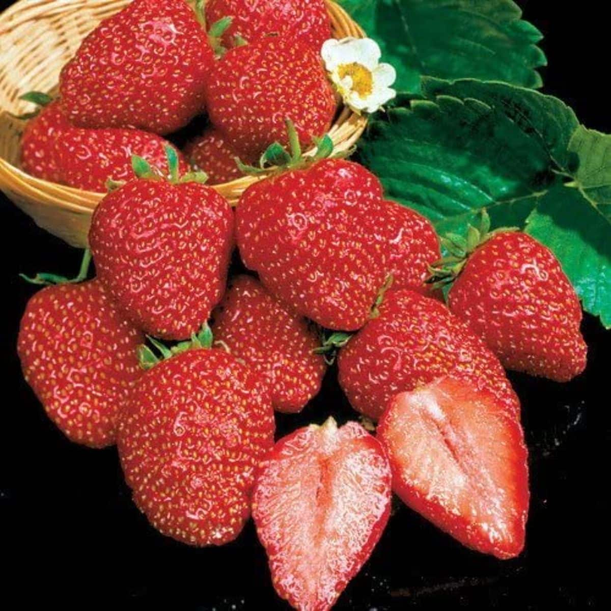 Frehsly picked ripe earliglow strawberries in a basket, and on a table.