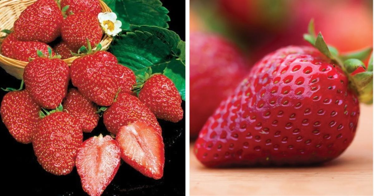 Earliglow Strawberry Variety Info And Grow Guide Strawberry Plants