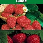 Earliglow Strawberry Variety Info And Grow Guide pinterest image.
