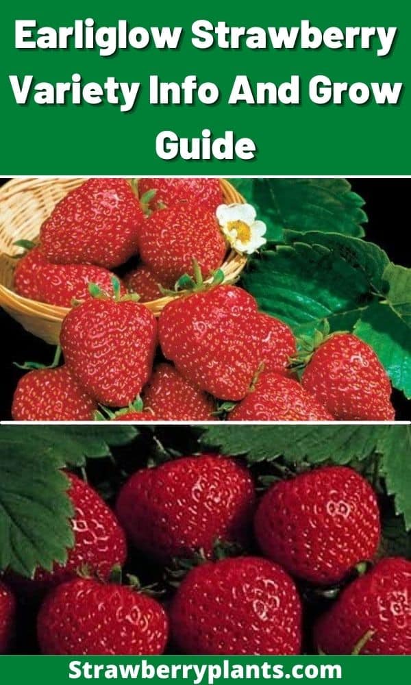 Earliglow Strawberry Variety Info And Grow Guide Strawberry Plants