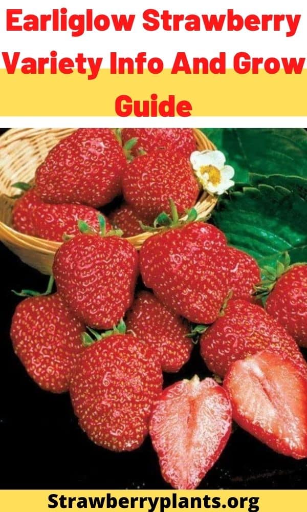 Earliglow Strawberry Variety Info And Grow Guide Strawberry Plants