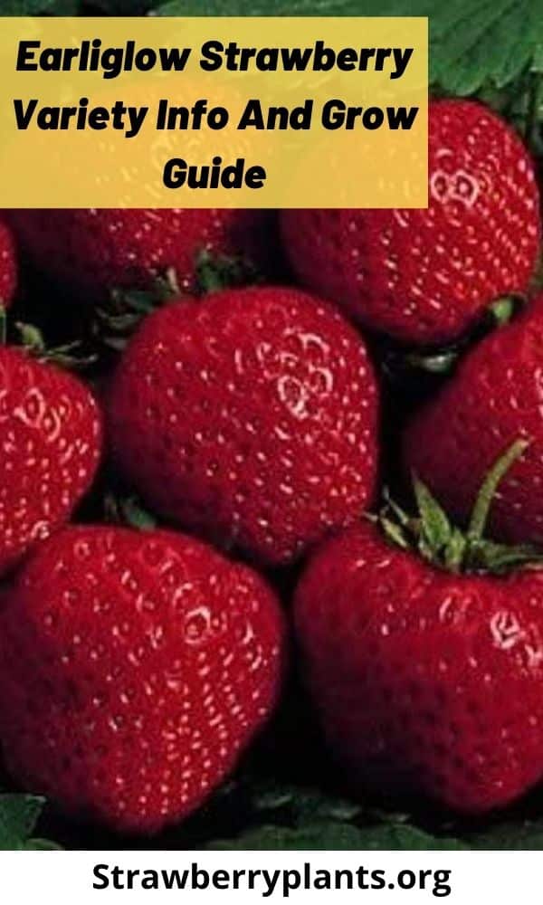 Earliglow Strawberry Variety Info And Grow Guide Strawberry Plants