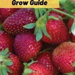 Elan F1 Strawberry Variety Info And Grow Guide (Fragaria spp.) pinterest image.