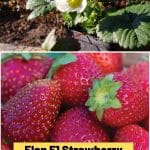 Elan F1 Strawberry Variety Info And Grow Guide (Fragaria spp.) pinterest image.
