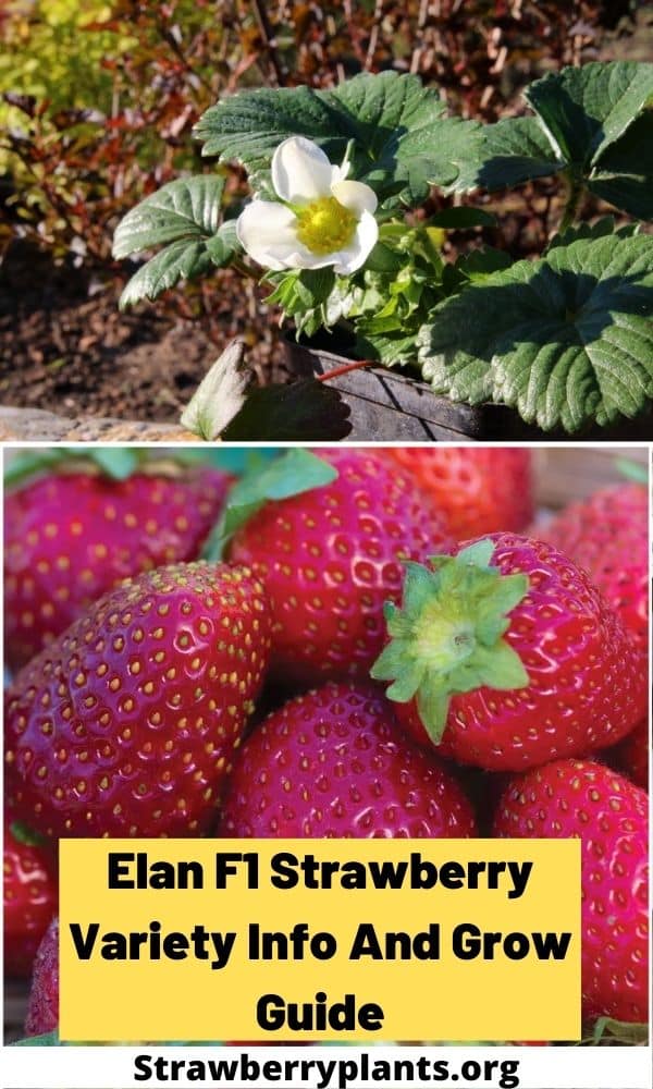 Elan F1 Strawberry Variety Info And Grow Guide (Fragaria spp