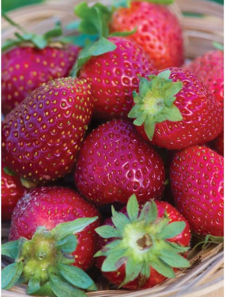 Elan F1 Strawberry Variety Info And Grow Guide (Fragaria spp
